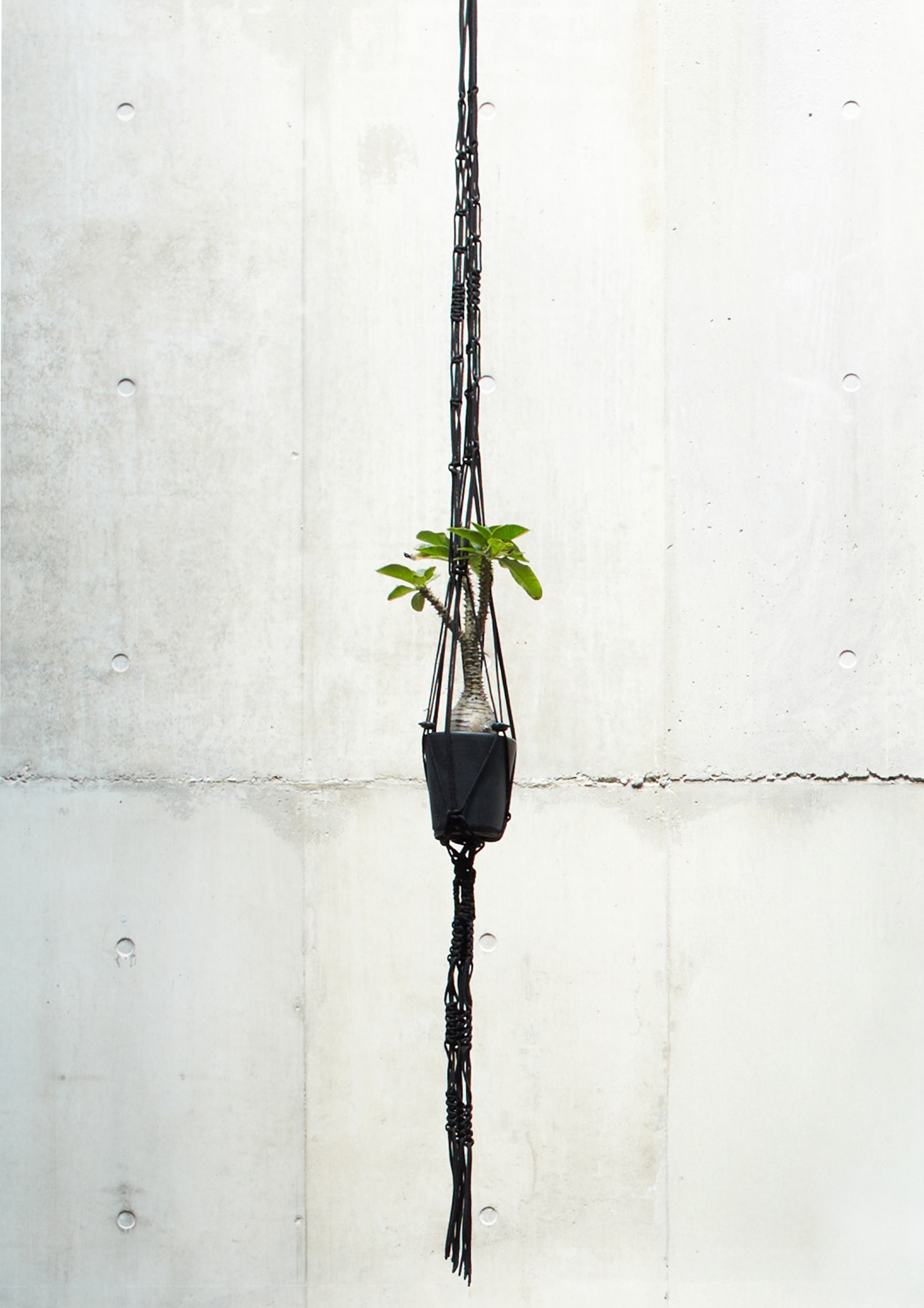 DRXSRL / N-PLANT HOLDER
